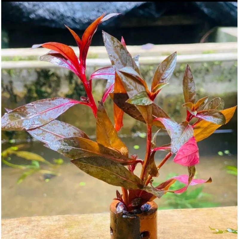 tanaman hias aquascape low co2