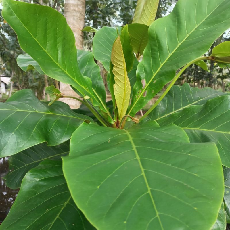 

Daun Ketapang Segar 100 Lembar