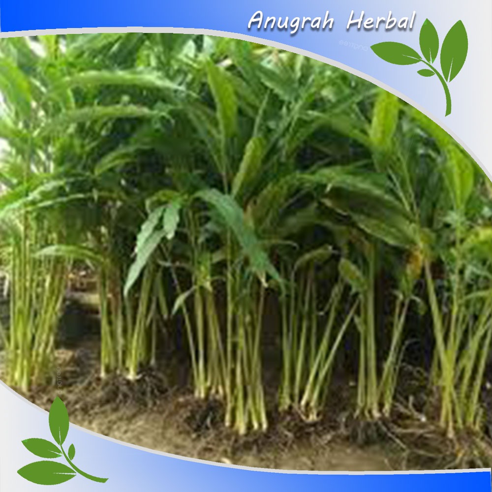 bibit kapulaga india hijau super murah