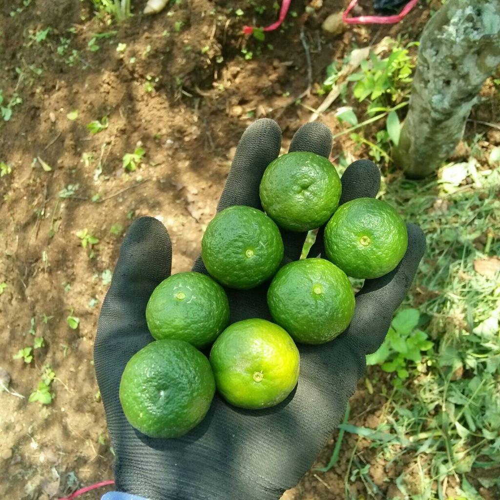 

Jeruk Limo Berat 1/2 Kg dan 1 Kg , jeruk limau.