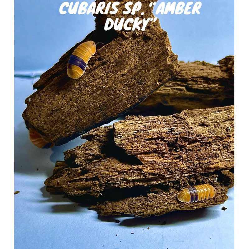 isopod CUBARIS SP. AMBER DUCKY