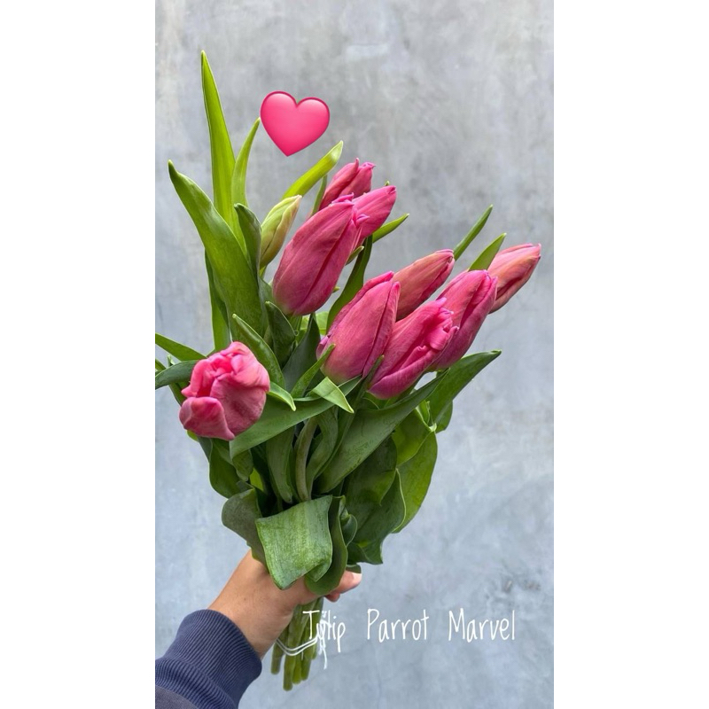 Bunga Tulip Import - Fresh Flowers - Bunga Potong Segar Jakarta