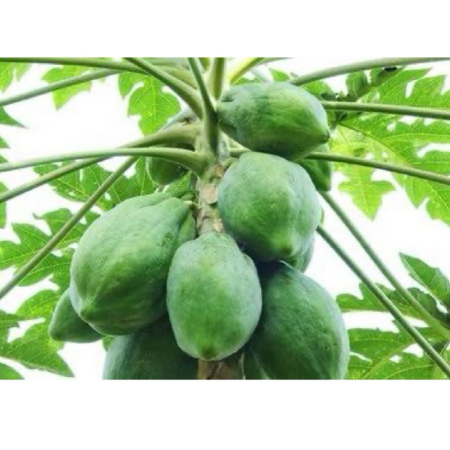 

Pepaya Muda Fresh
