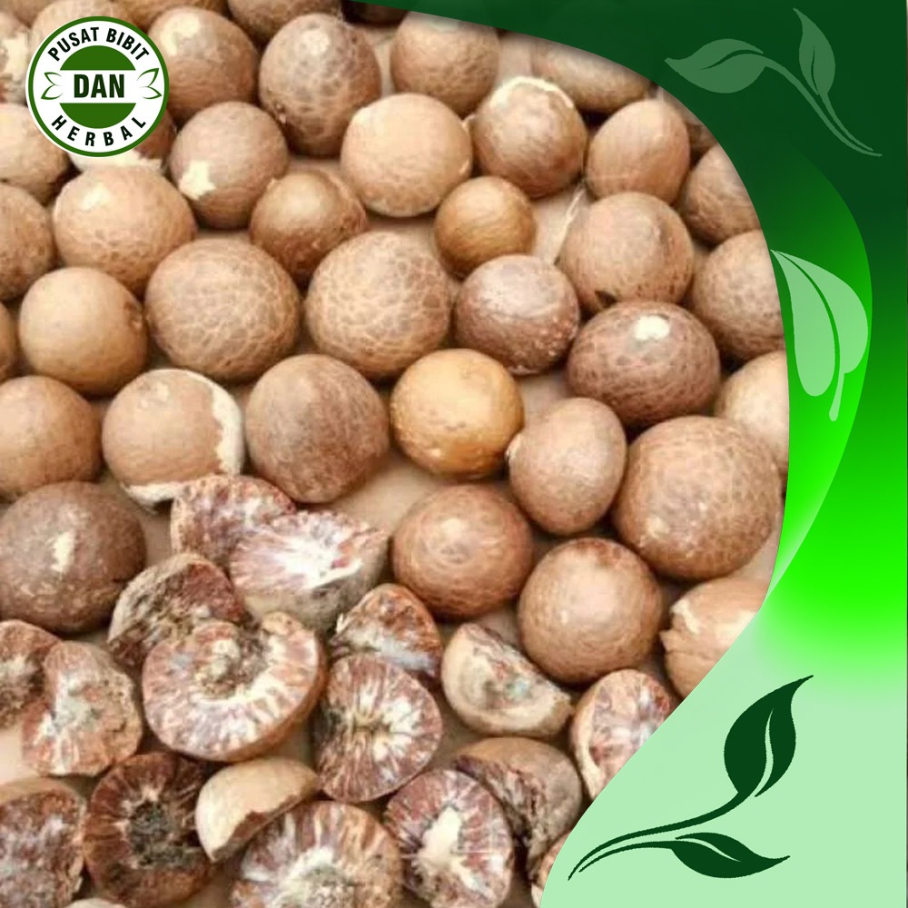 

Buah pinang kering super kemasan 500 gram