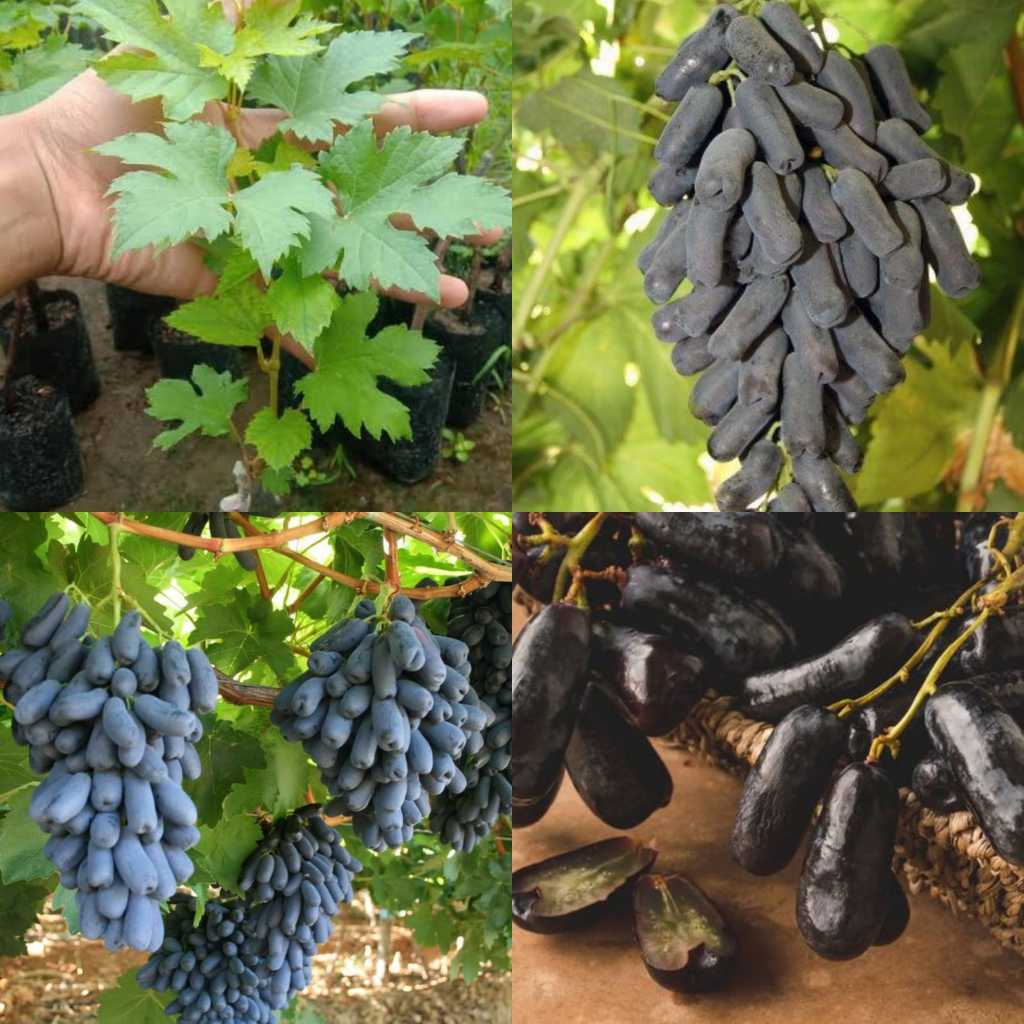 bibit anggur import moondrop original