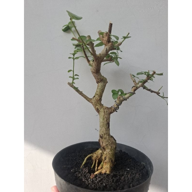 bonsai sancang real pict