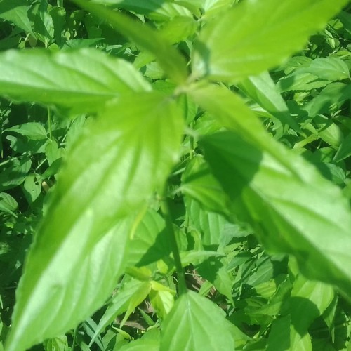 

DAUN BELALAI GAJAH 1kg SEGAR OBAT TUMOR
