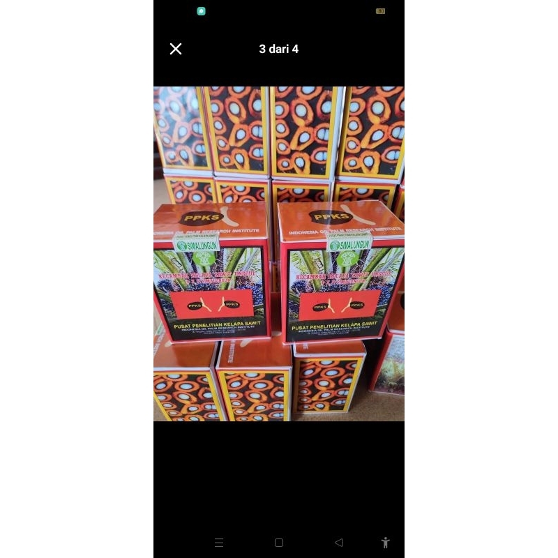 bibit kecambah sawit SIMALUNGUN