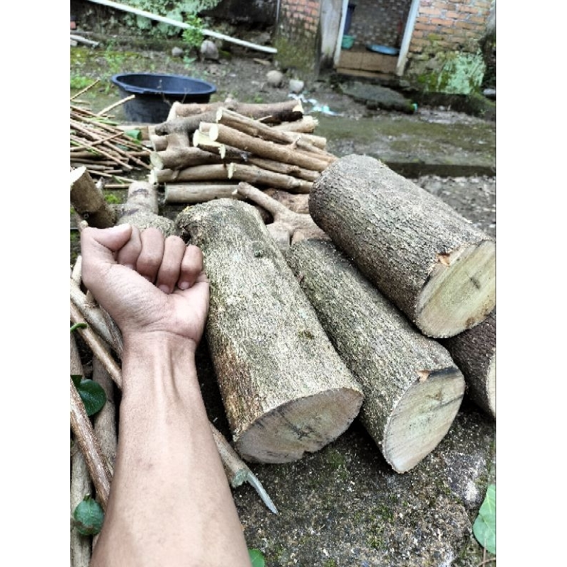 Sancang bahan bonsai (stek) ukuran jumbo