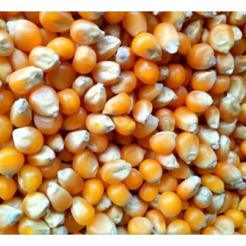 

jagung popcorn pop corn mentah