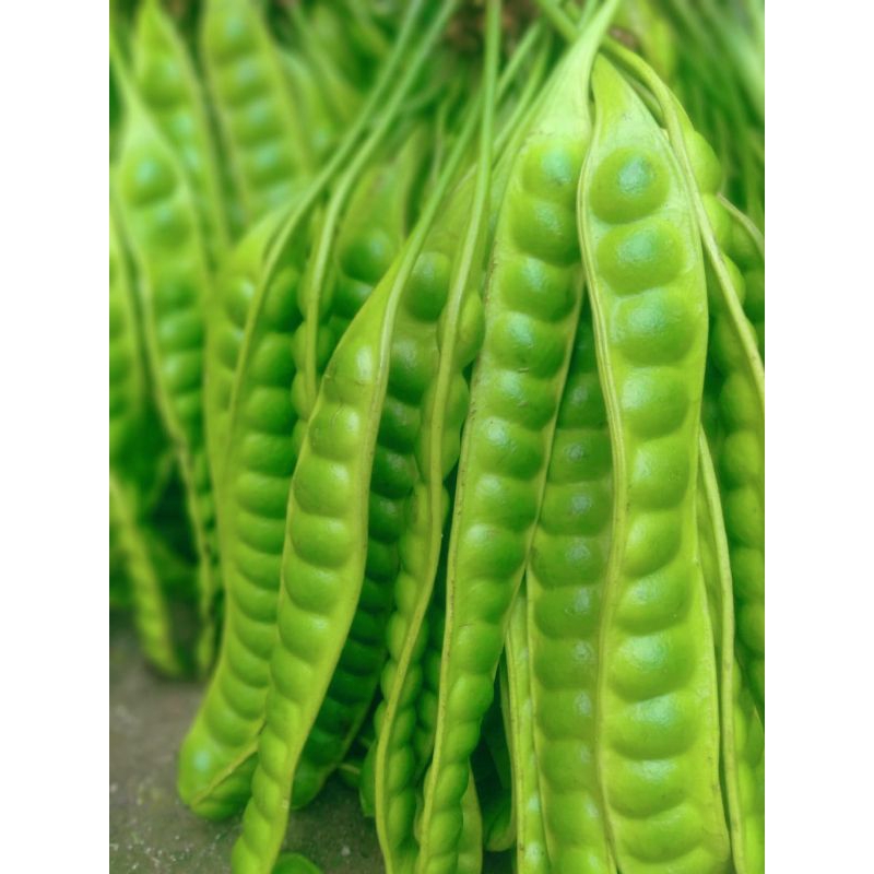 

PETE/PETAI TUA FRESH ISI 40 PAPAN LONJOR BARU PETIK
