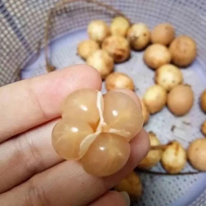 Buah Bencoy