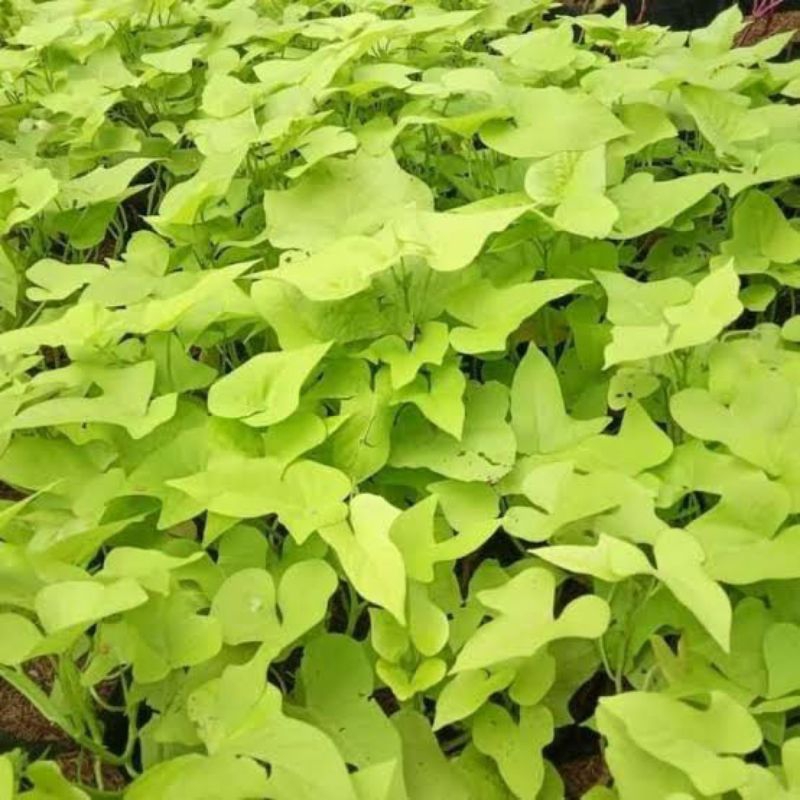 Pohon ubi ubian - tanaman jalar ubi ubian kuning