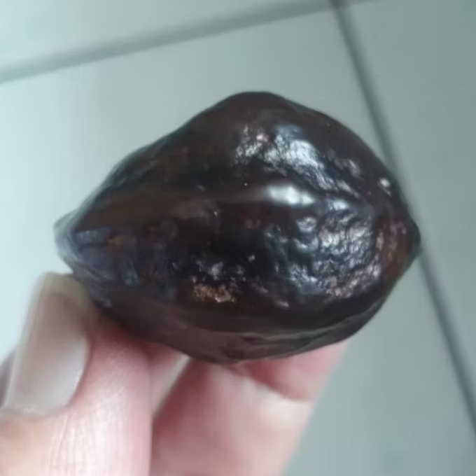 Muncang adu wadas induk ori urgen mewah matang