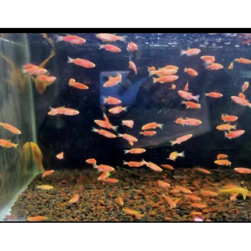 

HANYA MELAYANI PULAU JAWA/DANIO ZEBRA PINK