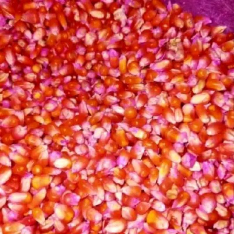 

PROMO BENIH ECER JAGUNG KRISTAL UNYIL SUPER 3KG TERMURAH DAN TERLARIS