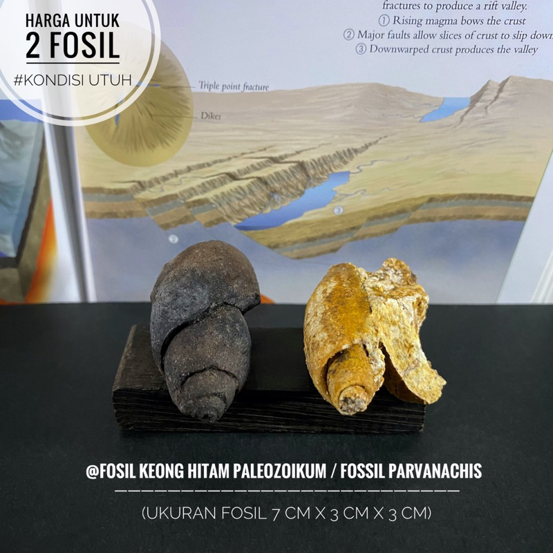 Fosil Keong Parvanachis Purba A17 atau Fosil Gastropoda atau Fosil Keong Hitam Temuan atau Fosil Kol