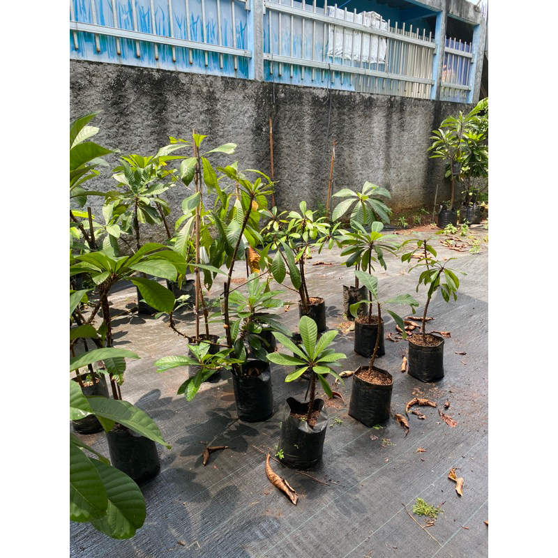 Bibit Mamey Sapote dlm polybag cangkok&okulasi magana EMINA GARDEN