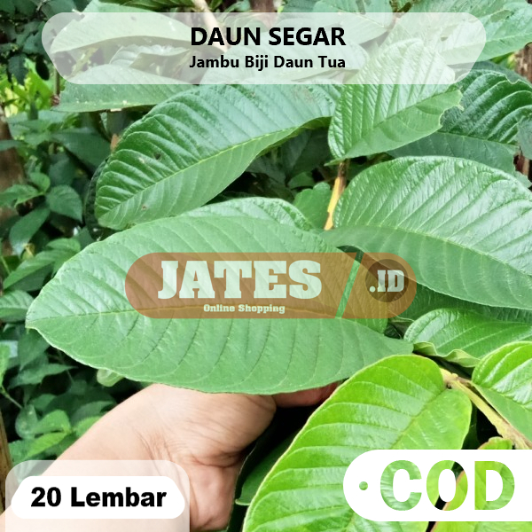 

Daun Jambu Biji Tua 20 Lembar