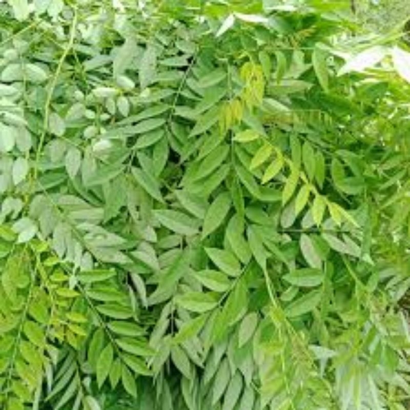 

DAUN INDIGOFERA SEGAR 1 KG