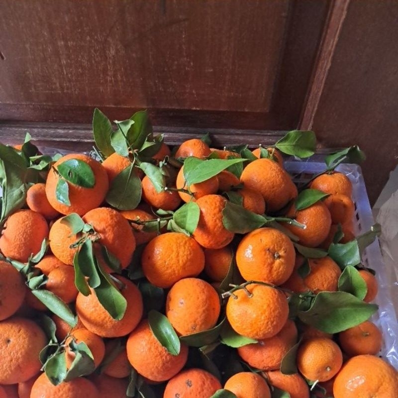 

jeruk santang tangerin