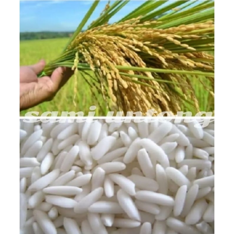 MURAH 500 GRAM BENIH PADI KETAN PUTIH GRENDEL SUPER PULEN LEGIT bibit benih padi ketan