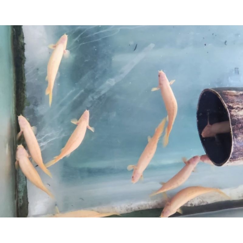 

HIASAN AQUARIUM/ PALMAS ALBINO SEMI SB - SB
