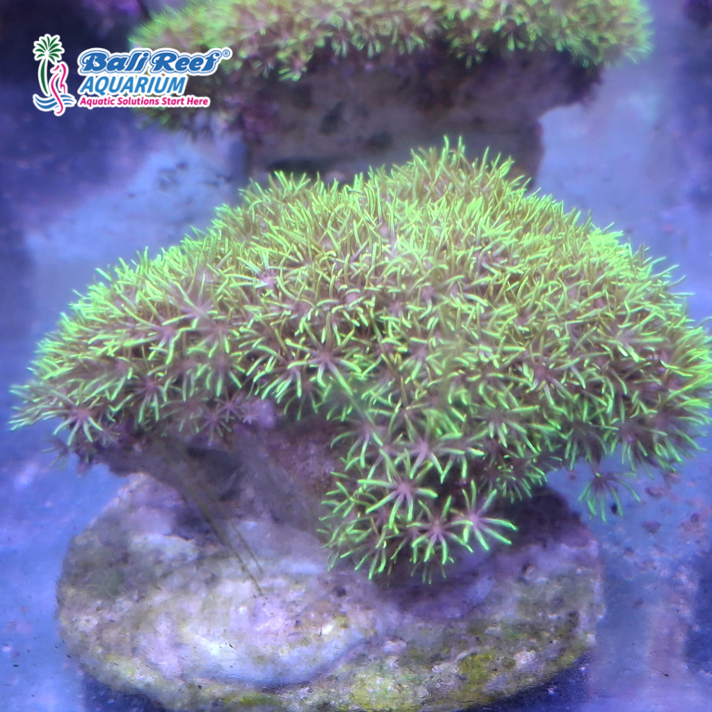 Hiasan Aquarium Coral Hidup Polip Rumput