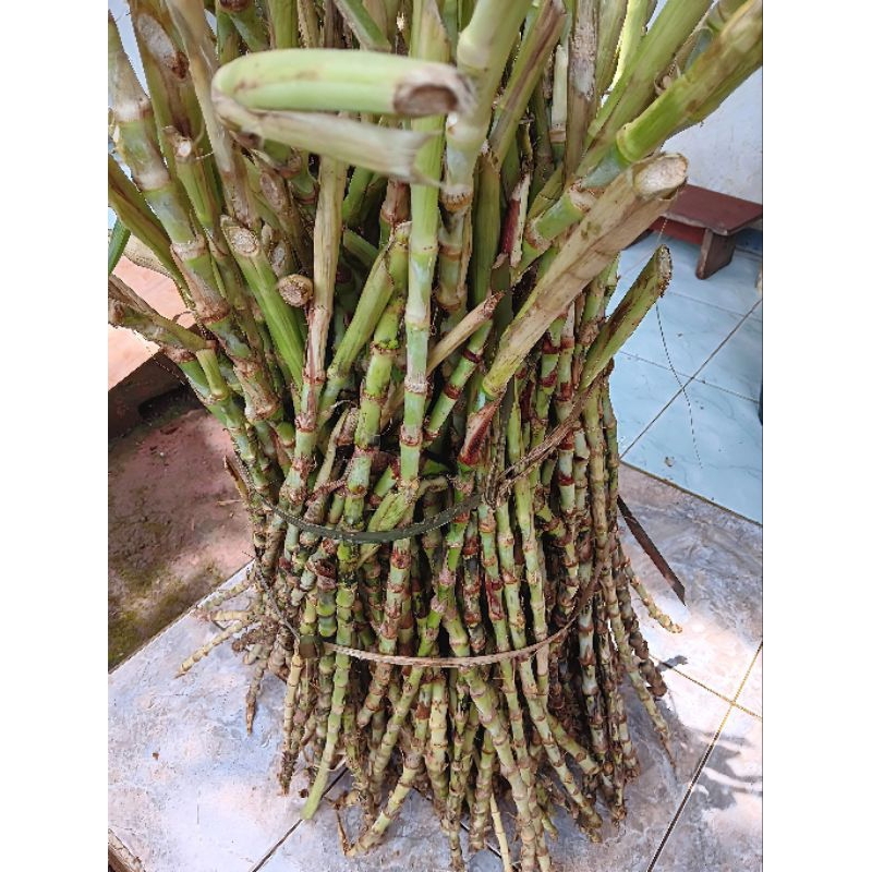 Bibit Rumput Odot Super Segar 1 Kg