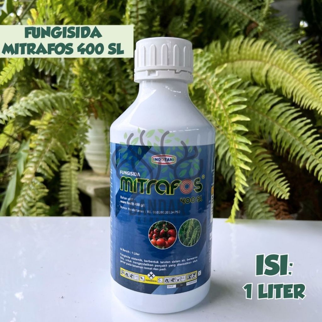MITRAFOS 400SL Fungisida Sistemik Menangani Penyakit Antraknosa Tanaman