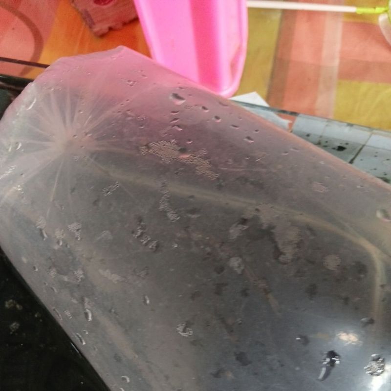 Asiatica ws bahan pair