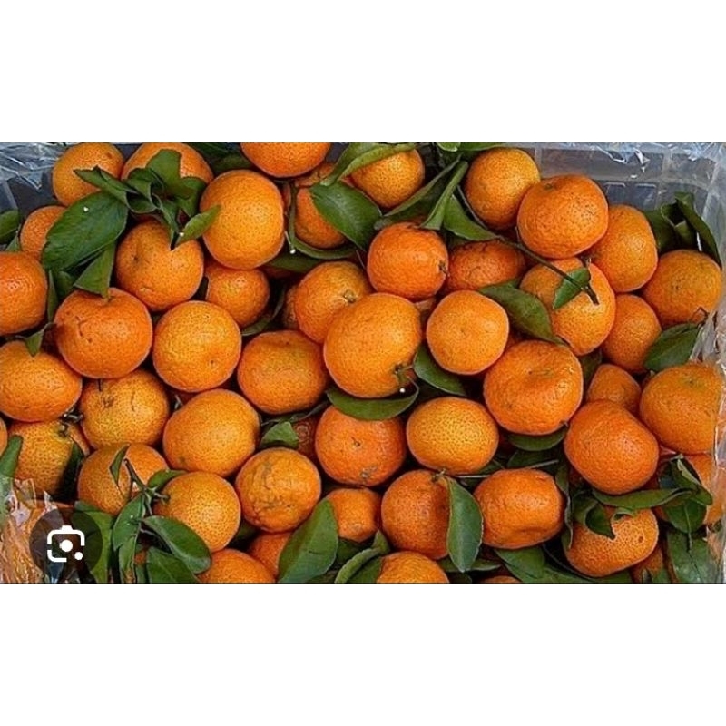 JERUK MANDARIN /JERUK SANTANG KECIL 1 Kg
