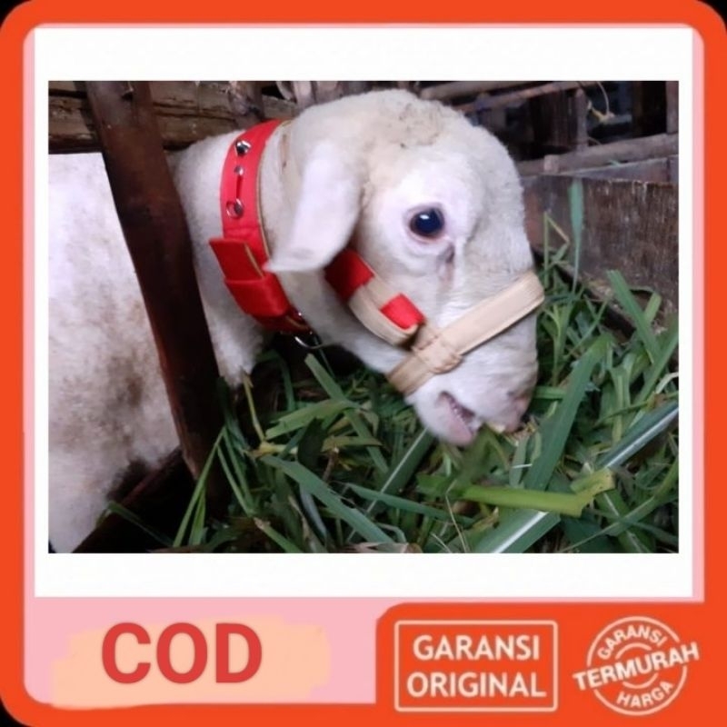 Model terbaru. Brangus/heat halter kambing/Domba dewasa