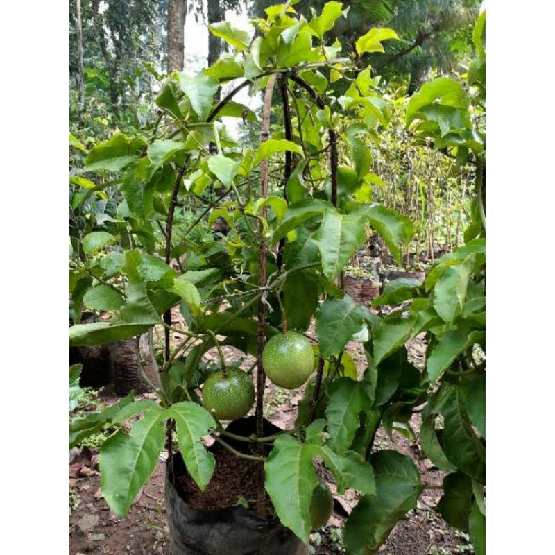 Tanaman Buah Markisa,Pohon Buah Markisa, Bibit pohon Markisa