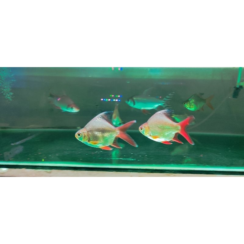 kafiat SB king hiasan aquarium berkualitas super