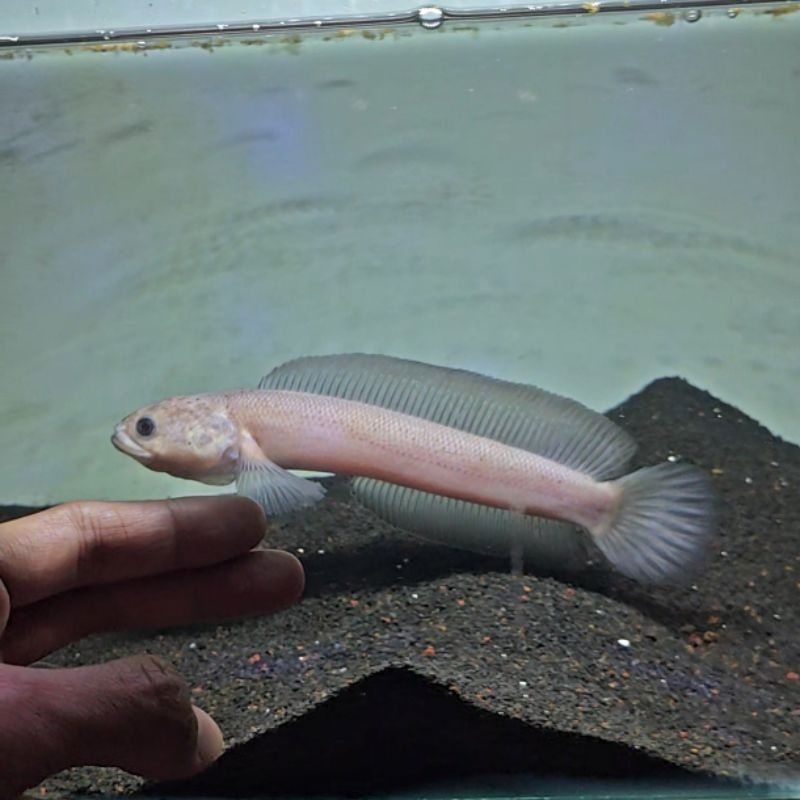 Hiasan Akuarium Channa Asiatica Leucistic High Fin Gondrong