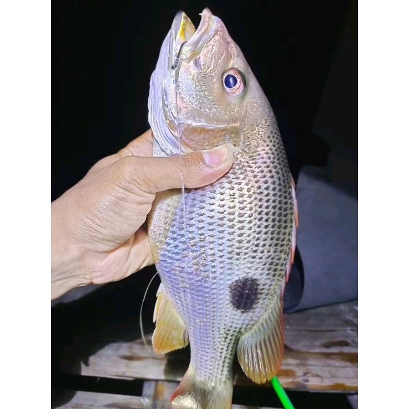

Ikan kakap jenaha segar Ikan tompel 1kg