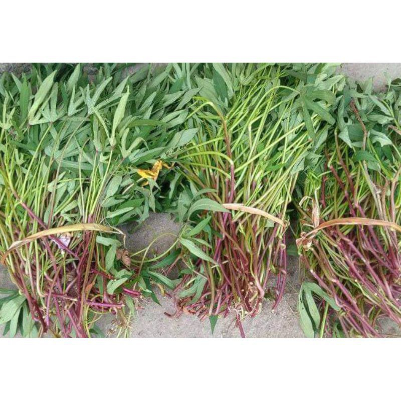 Bibit Ubi Jalar Cilembu Madu 100 Pcs