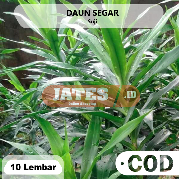 

Daun Suji Segar 10 Lembar
