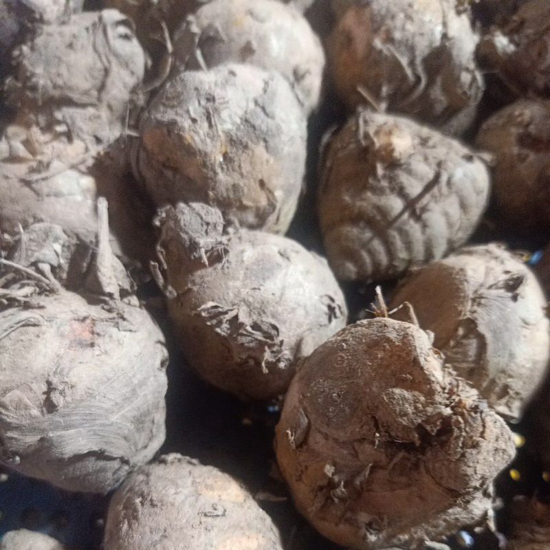 

Biang Kunyit Ukuran 250g/500g/1Kg