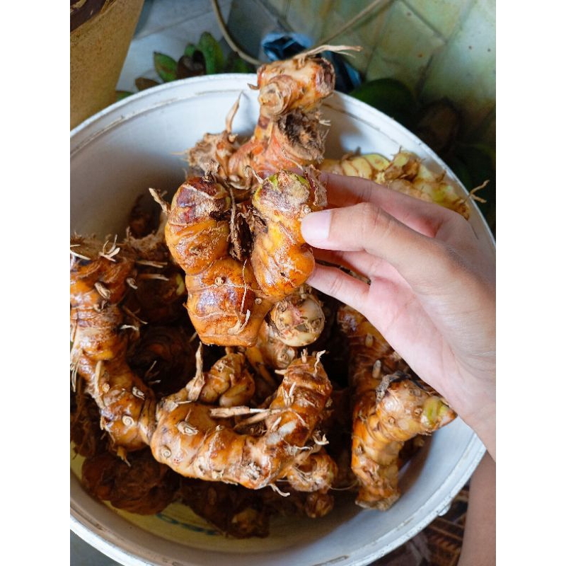 

Lengkuas Laos Laja Segar Basah Langsung Dari Kebun Sukabumi