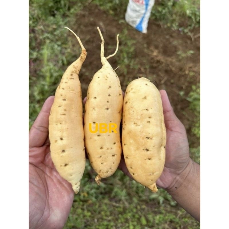 

UBI MADU CILEMBU MENTAH SPEK AB OVEN ISI 1 KG