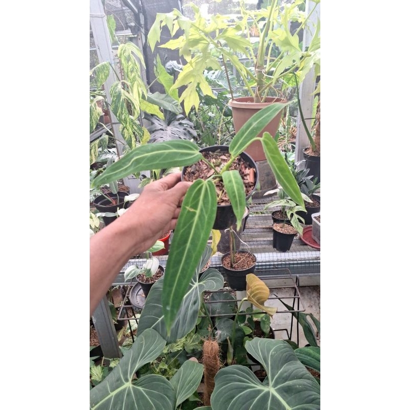 waroquianum/lidah gajah