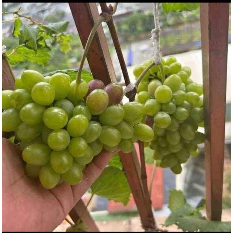 

ready bibit kelengkeng dan anggur import murah