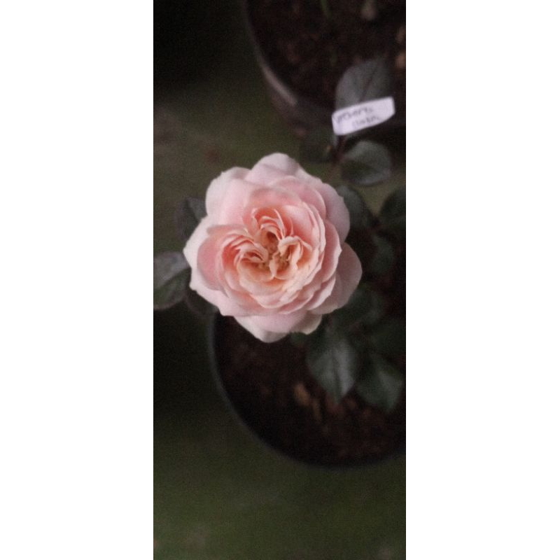 preloved hijab naisha