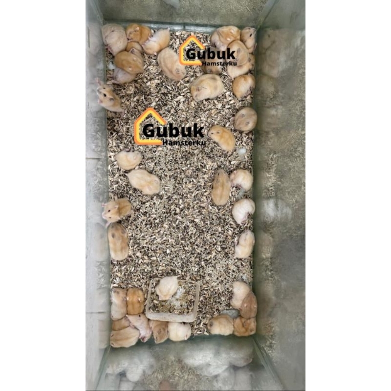 HAMSTER WINTER WHITE GOLDEN