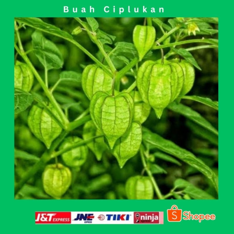 

Buah Ciplukan Obat Herbal