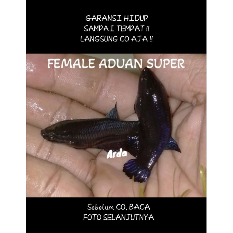 B3T1NA FML CUPANG ADU SUPER MESIN CETAK Cupang Adu MDS Medan Super Cupang Adu Lokal Super Cupang Adu