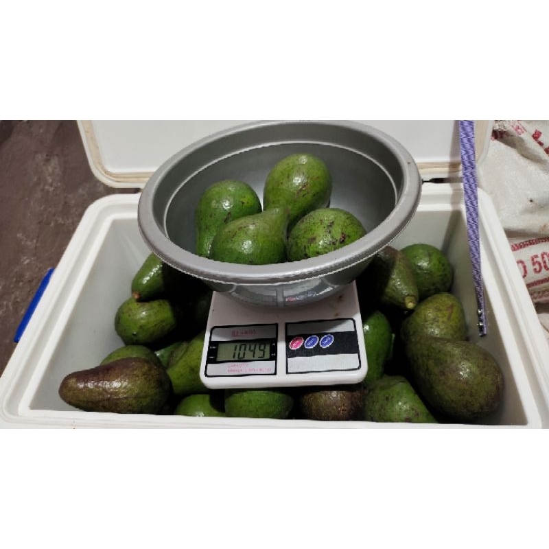 

Alpukat Mentega 1kg (isi 3-4) Fresh Segar Buah Alpuket Super Premium Makanan Minuman Premium Sehat