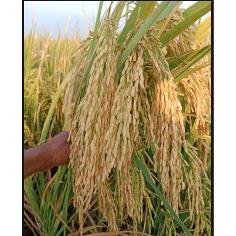 benih padi mr296 1kg super bibit unggul siap tanam